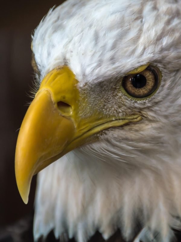 eagle, bald, us